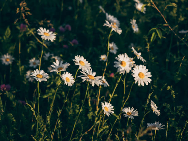 Blooming daisies on meadow close-up