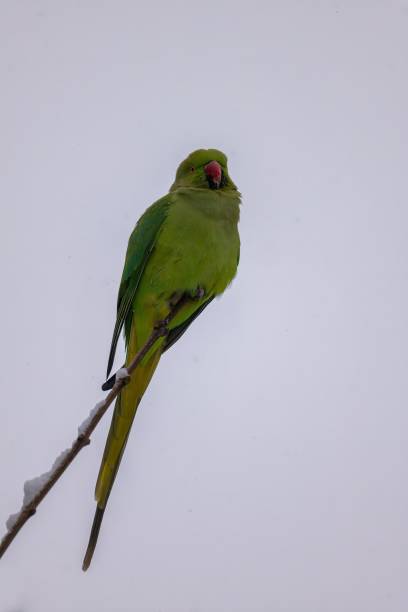 istock A Rosy-ringed Parakeet Perched on a Snowy Branch 2193875136