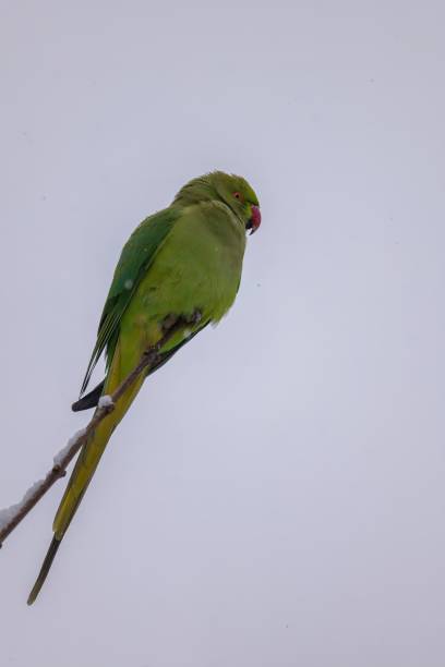 istock Ring-necked Parakeet on a Snowy Branch 2193875139