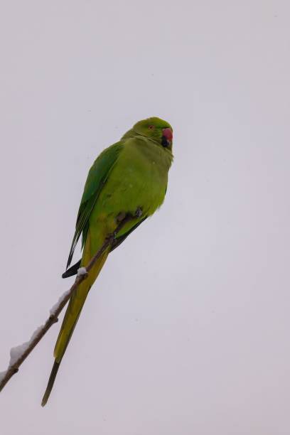 istock Ring-necked Parakeet on a Snowy Branch 2193875146