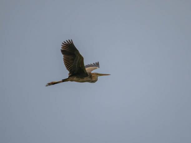 istock Majestic Purple Heron in Flight 2193875200