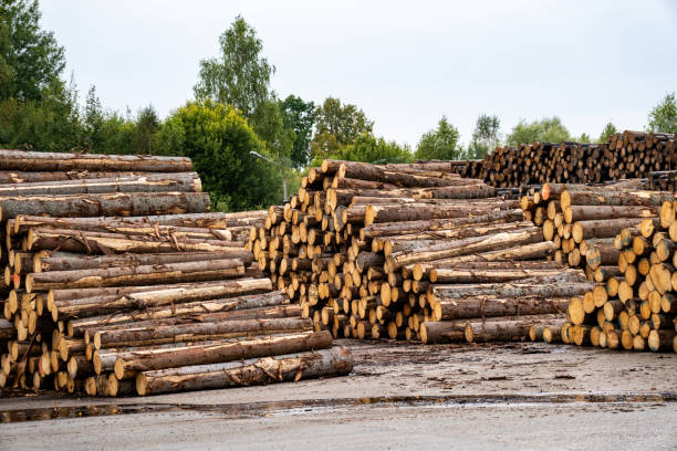istock Log trunks pile, the logging timber forest wood industry.. Log spruce trunks pile. Sawn trees from the forest. Logging timber wood industry. 2193875693
