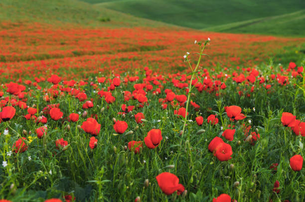 Poppy field. Spring flowering poppies. Selective focus.