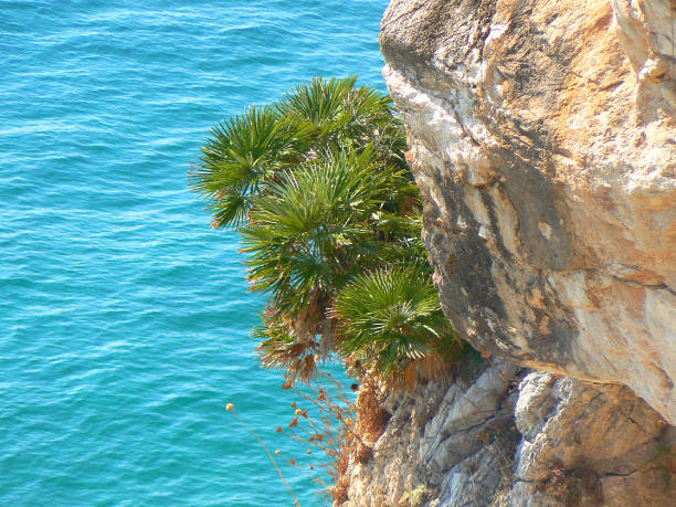 Evergreen dwarf palm that has a very robust root system and can reach a maximum of 3-4 meters in height. Mediterranean cliffs