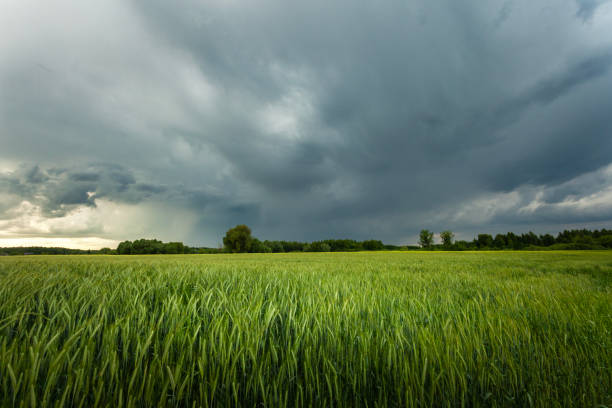istock Dark storm clouds over a field of green grain 2193878508