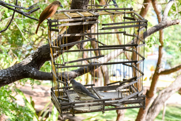 Birds eating food scraps in a broken cage, in the backlands of Alagos, Northeast Brazil. Caatinga region.