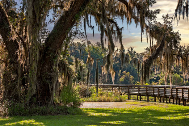 Tallahassee Landscape, Large Moss Covered Oak Tree