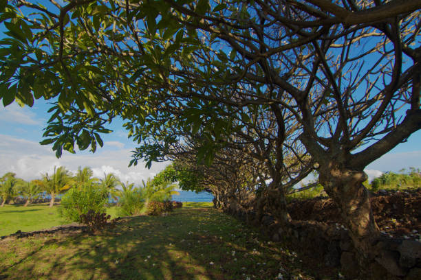 Beautiful picture of plumeria tree in the garden of a hotel in moroni, Comores