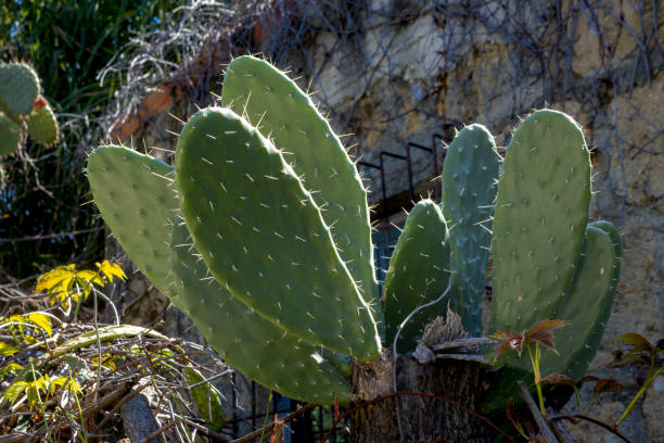 istock Opuntia cactus in the sunlight, Sicily, Italy 2193885051