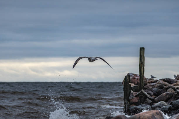 Young seagull (Larinae) with brown plumage flies over a wave in the Baltic Sea and stretches its wings far forward.