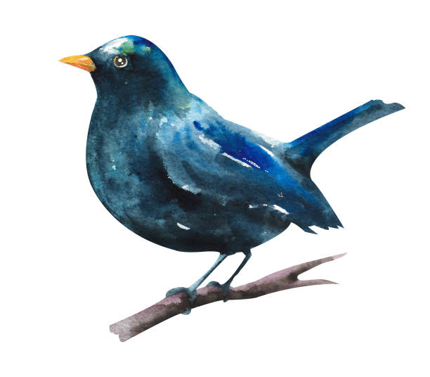 istock Watercolor thrush. A blackbird with a yellow beak sits on a branch on a white background 2193887866
