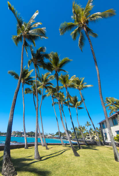 Palm trees swaying in the breeze