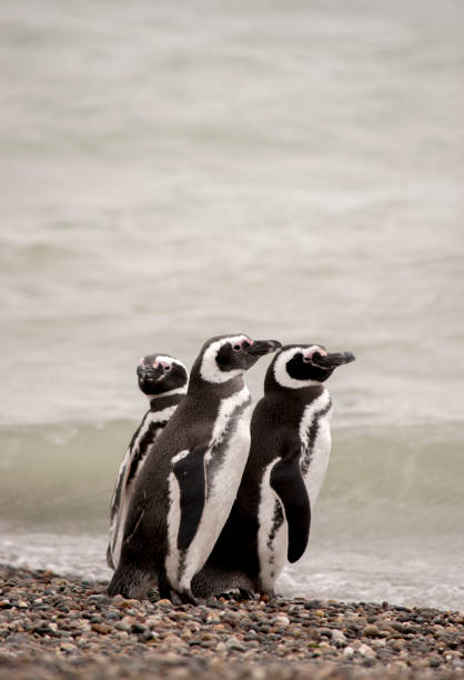 istock magellanic penguin in argentine patagonia. 2193890260