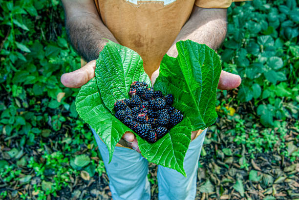Mobile photo of little toddler's hand reaching out to bowl full of blackberries. Illustration of healty childrens nutrition and kids curiosity.