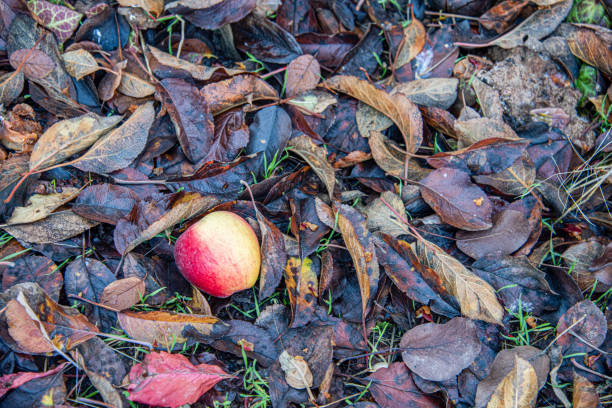 An apple fallen among the leaves in autumn