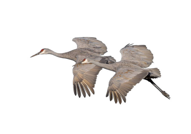 istock Two Sandhill Cranes Flying in Tandem. Isolated on a White Backround 2193891792