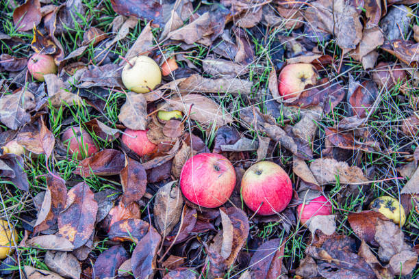 Fallen apples among the leaves in autumn
