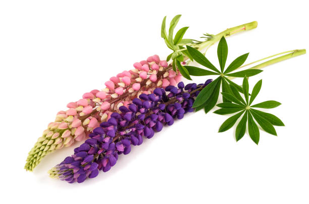 Lupin flowers  with leaves isolated on white background
