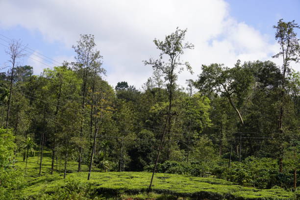 istock VERDANT PICTURESQUE NATURE 2193892251