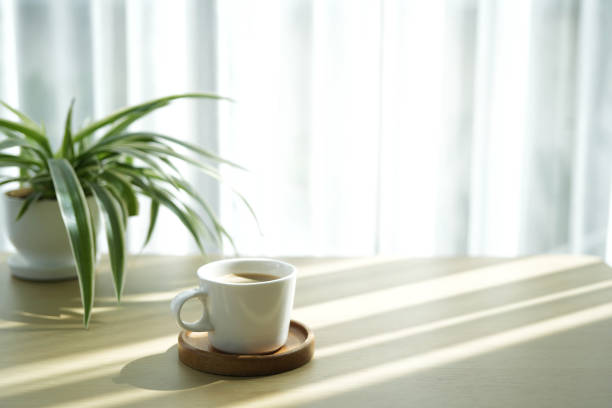 istock coffee cup and plant pot plant pot on white table minimal interior under sunlight 2193892355