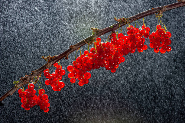 Blackcurrants on a branch during the rain