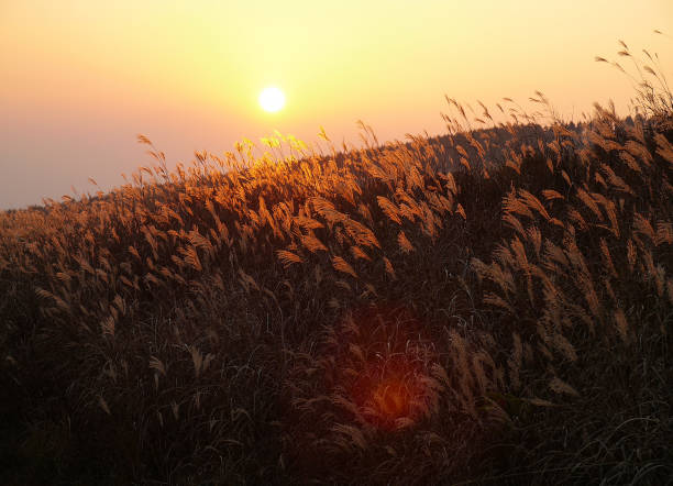 Autumn sunset, field of silver grass