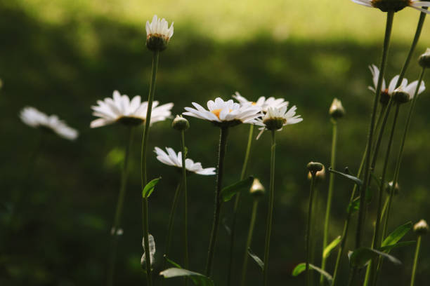 A close- up of daisies in a garden.