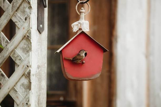 A beautiful house wren sings as it sits on a red birdhouse. He builds his nest in this little house every spring.