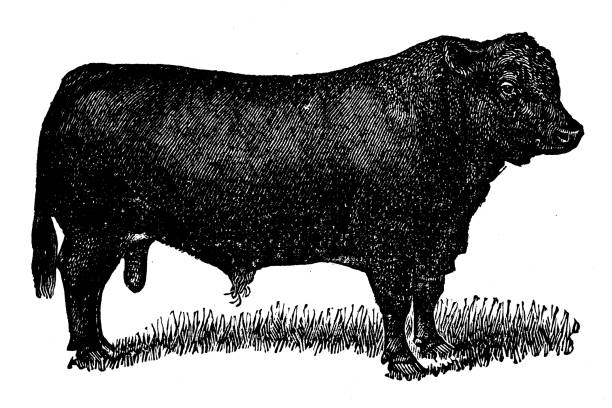 Aberdeen Angus Bull Antique illustration from 19th century encyclopedia: Aberdeen Angus Bull british beef cow stock illustrations