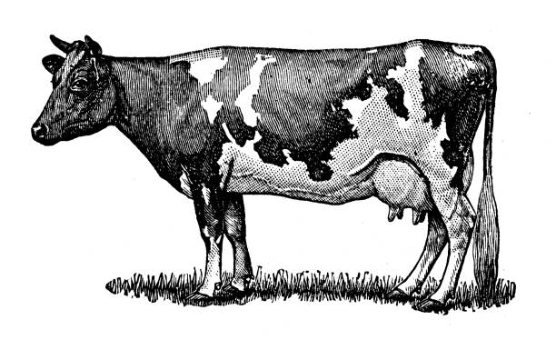 Antique illustration from 19th century encyclopedia: Guernsey Cow