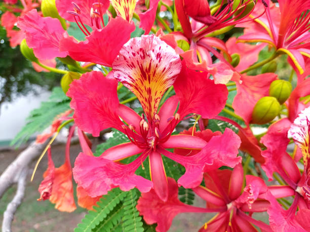 A close-up of flame of the forest flower AKA Delonix regia, flame tree, and Pride of Barbados