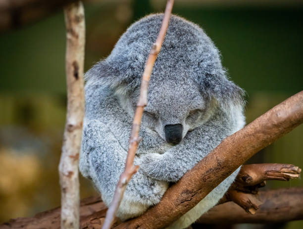 istock A little koala  sleeping on a tree in a zoo 2193901226
