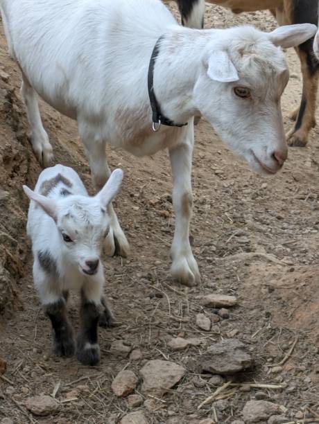 istock Mom and baby goat 2193901627