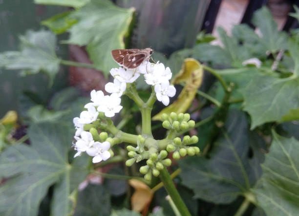 A brown moth perched on white flowers of Cnidoscolus aconitifolius AKA Chaya, tree spinach, and hospital too far