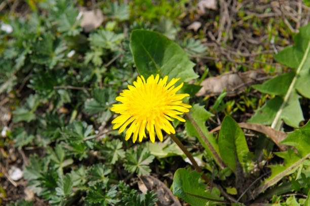 istock Dandelions field background on spring sunny day. Blooming dandelion. 2193903913