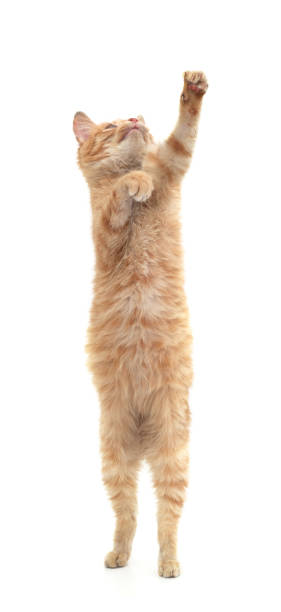 istock Red cat standing on hind legs with front paws raised. 2193904192