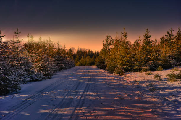 straight forest path with compacted snow in the backlight of the setting sun in winter in germany