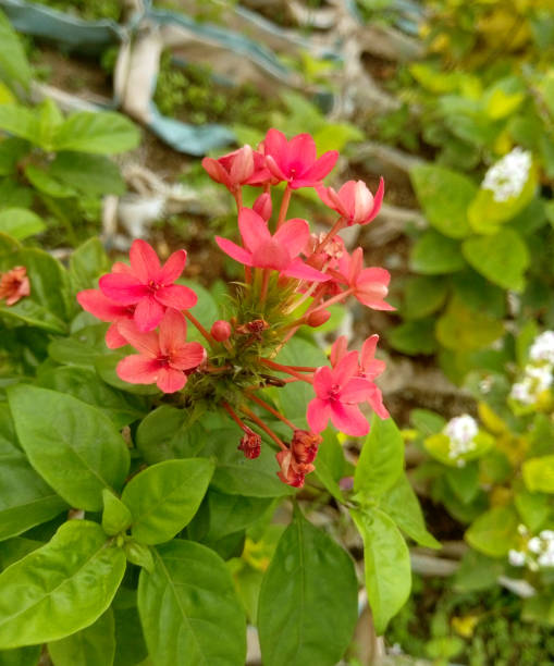 istock Red ruspolia flowers AKA ruddy rose 2193904768