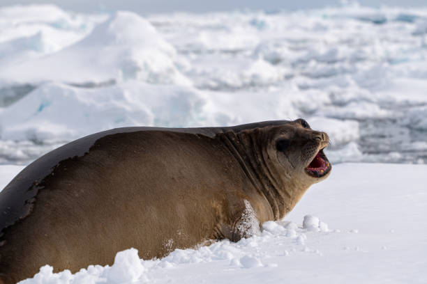 istock Elephant Seal (Mirounga leonina) in Antarctica. 2193905361