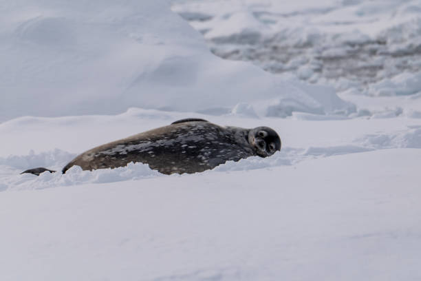 istock Weddell Seal (Leptonychotes weddellii). Antarctica. 2193905403
