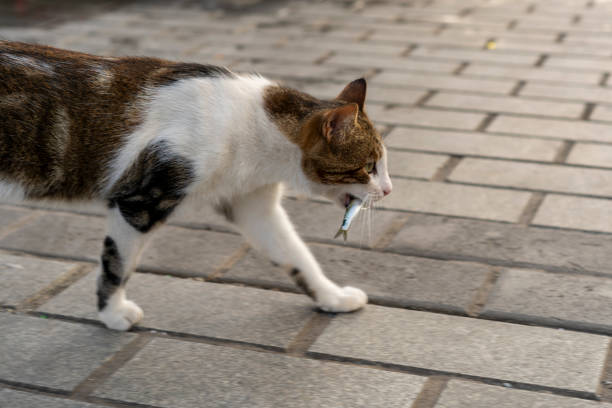 Cat with a fish in mouth