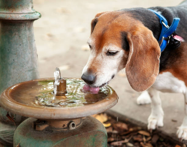 istock Beagle drinking from dog water fountain 2193907247
