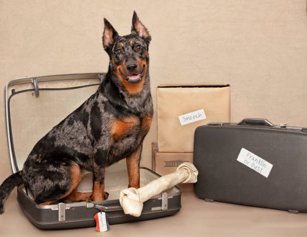 istock Beauceron sitting in suitcase ready to move 2193907262