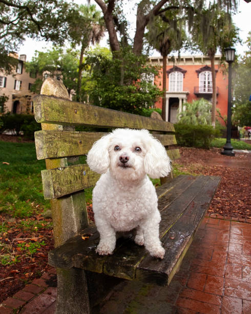 White Bichon Frise  sitting on wet bench in monterey square in front of Mercer house; Midnight in the garden of good and Evil