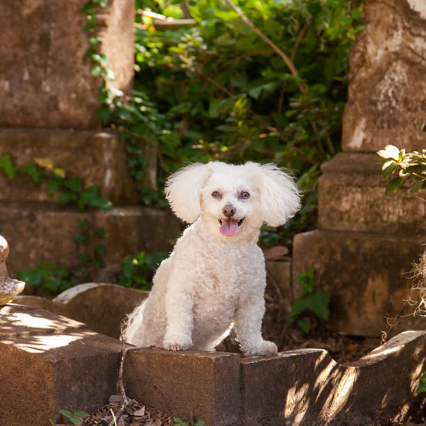 istock Bichon Frise in Bonaventure cemetary 2193907355