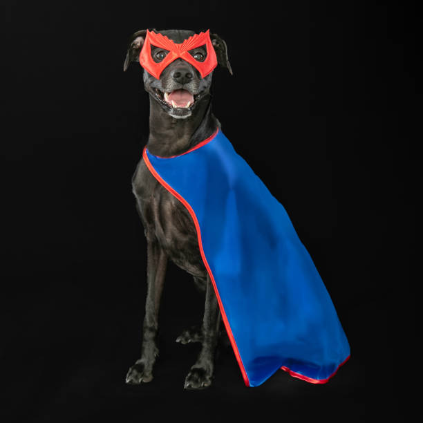 istock black dog on black background wearing cape and mask 2193907436