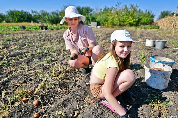 Women grandmother, daughter and granddaughter collect autumn potato harvest. Eastern Ukraine.