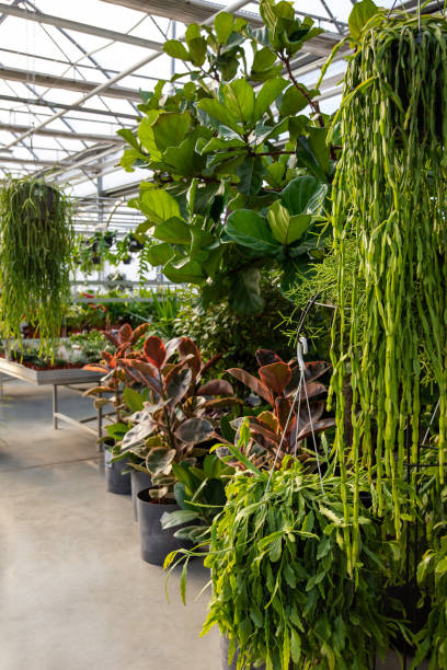 istock Beautiful plants in the greenhouse looking fresh and nice 2193907542