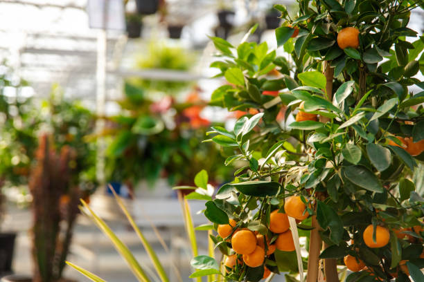 istock Beautiful plants in the greenhouse looking fresh and nice 2193907544