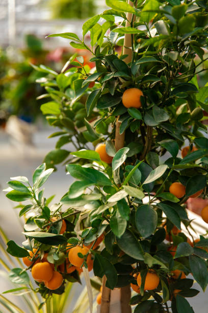 istock Beautiful plants in the greenhouse looking fresh and nice 2193907546